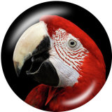 20MM  Owl  Flamingo  Print  glass snaps buttons