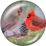 20MM  Hummingbird   Print  glass snaps buttons