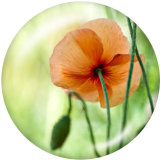 20MM  Flower  Print glass snaps buttons