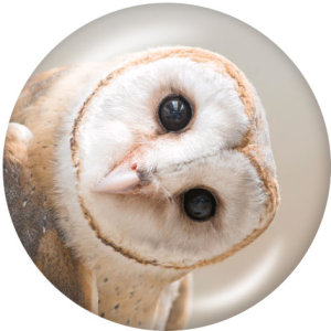 20MM  Owl  Flamingo  Print  glass snaps buttons