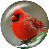 20MM  bird  Print glass snaps buttons