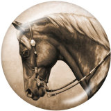 20MM horse   Print glass snaps buttons