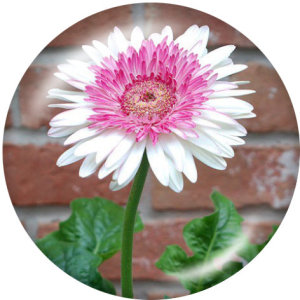 20MM  Flower  Print  glass snaps buttons