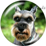 20MM   Dog   Print   glass  snaps buttons