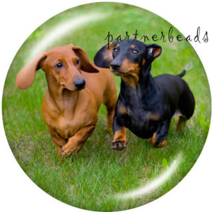 20MM   Dog   Print   glass  snaps buttons