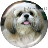 20MM   Dog   Print   glass  snaps buttons