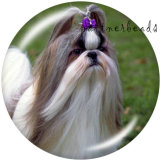 20MM   Dog   Print   glass  snaps buttons