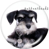 20MM   Dog   Print   glass  snaps buttons
