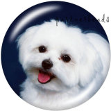 20MM   Dog   Print   glass  snaps buttons