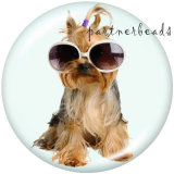 20MM  Dog  Cat  Print   glass  snaps buttons