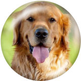 20MM  Dog   Print   glass  snaps buttons