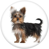 20MM  Dog   Print   glass  snaps buttons