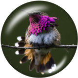 20MM  Hummingbird    Print   glass  snaps buttons