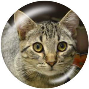 20MM   Cat   Print   glass  snaps buttons