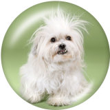 20MM  Dog   Print   glass  snaps buttons