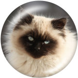 20MM   Cat   Print   glass  snaps buttons