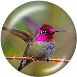 20MM  Hummingbird    Print   glass  snaps buttons
