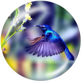 20MM  Hummingbird    Print   glass  snaps buttons