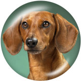 20MM  Dog   Print   glass  snaps buttons