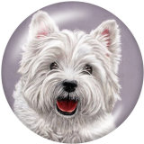 20MM  Dog   Print   glass  snaps buttons