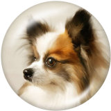 20MM  Dog   Print   glass  snaps buttons