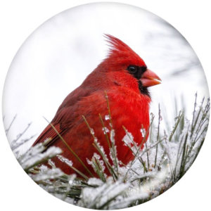 20MM   bird   Print   glass  snaps buttons