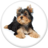 20MM  Dog   Print   glass  snaps buttons