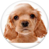 20MM  Dog   Print   glass  snaps buttons