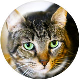 20MM   Cat   Print   glass  snaps buttons