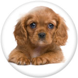 20MM  Dog   Print   glass  snaps buttons