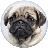 20MM  Dog   Print   glass  snaps buttons