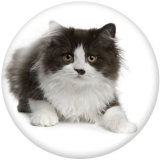 20MM   Cat   Print   glass  snaps buttons