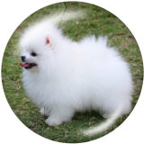 20MM   Dog  Print   glass  snaps buttons