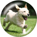 20MM   Dog  Print   glass  snaps buttons