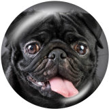 20MM   Dog  Print   glass  snaps buttons