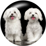 20MM   Dog  Print   glass  snaps buttons