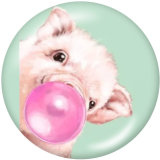 20MM   Dog  Print   glass  snaps buttons