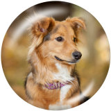 20MM   Dog  Print   glass  snaps buttons