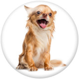 20MM   Dog  Print   glass  snaps buttons