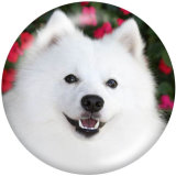 20MM   Dog  Print   glass  snaps buttons