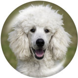 20MM   Dog  Print   glass  snaps buttons