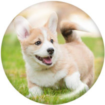 20MM   Dog  Print   glass  snaps buttons
