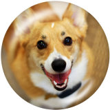 20MM   Dog  Print   glass  snaps buttons