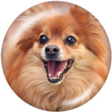 20MM   Dog  Print   glass  snaps buttons