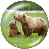 20MM   The bear   Print   glass  snaps buttons