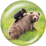20MM   The bear   Print   glass  snaps buttons