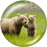 20MM   The bear   Print   glass  snaps buttons