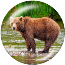 20MM   The bear   Print   glass  snaps buttons