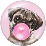 20MM   Dog  Print   glass  snaps buttons