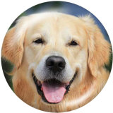 20MM   Dog  Print   glass  snaps buttons